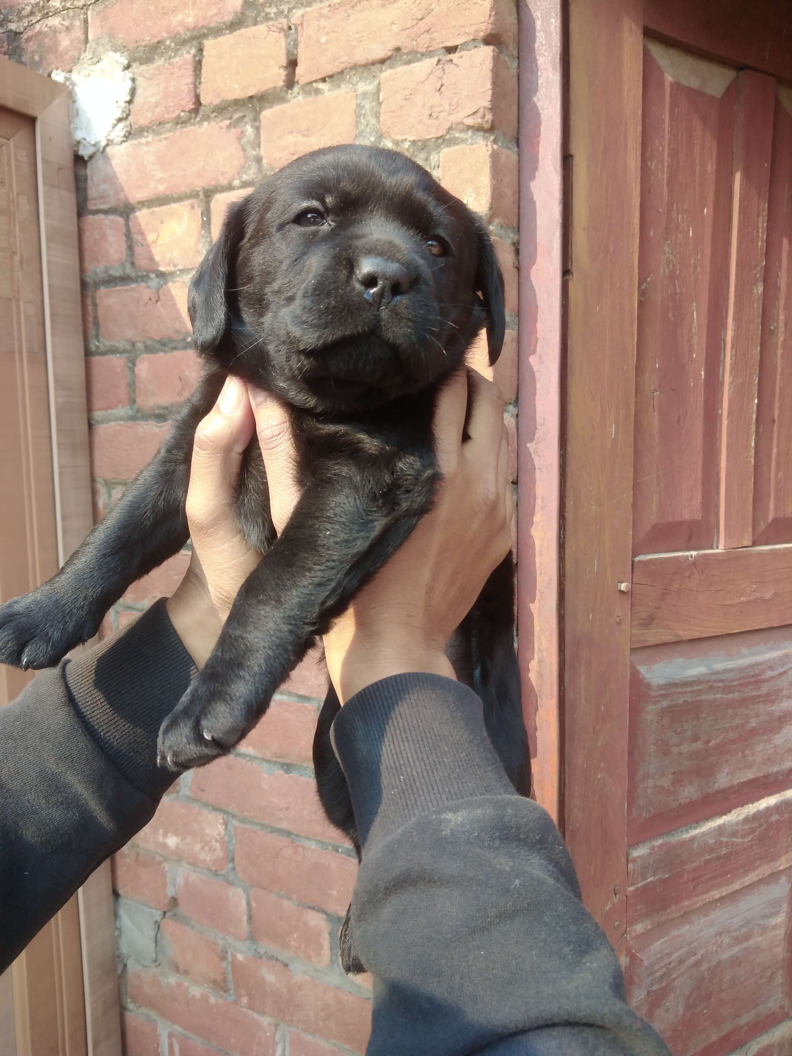 Pet image – gallery view