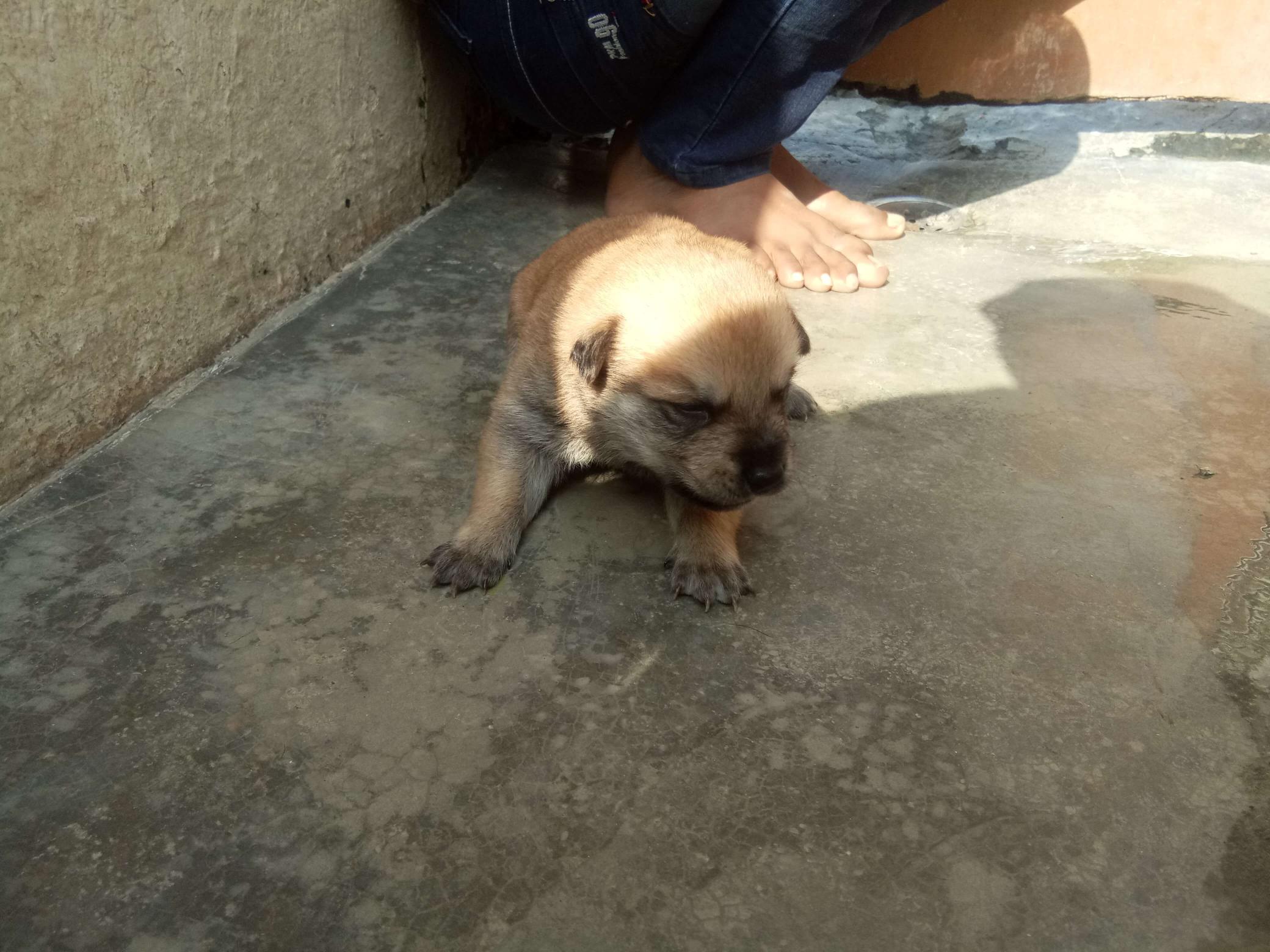 Pet image – gallery view