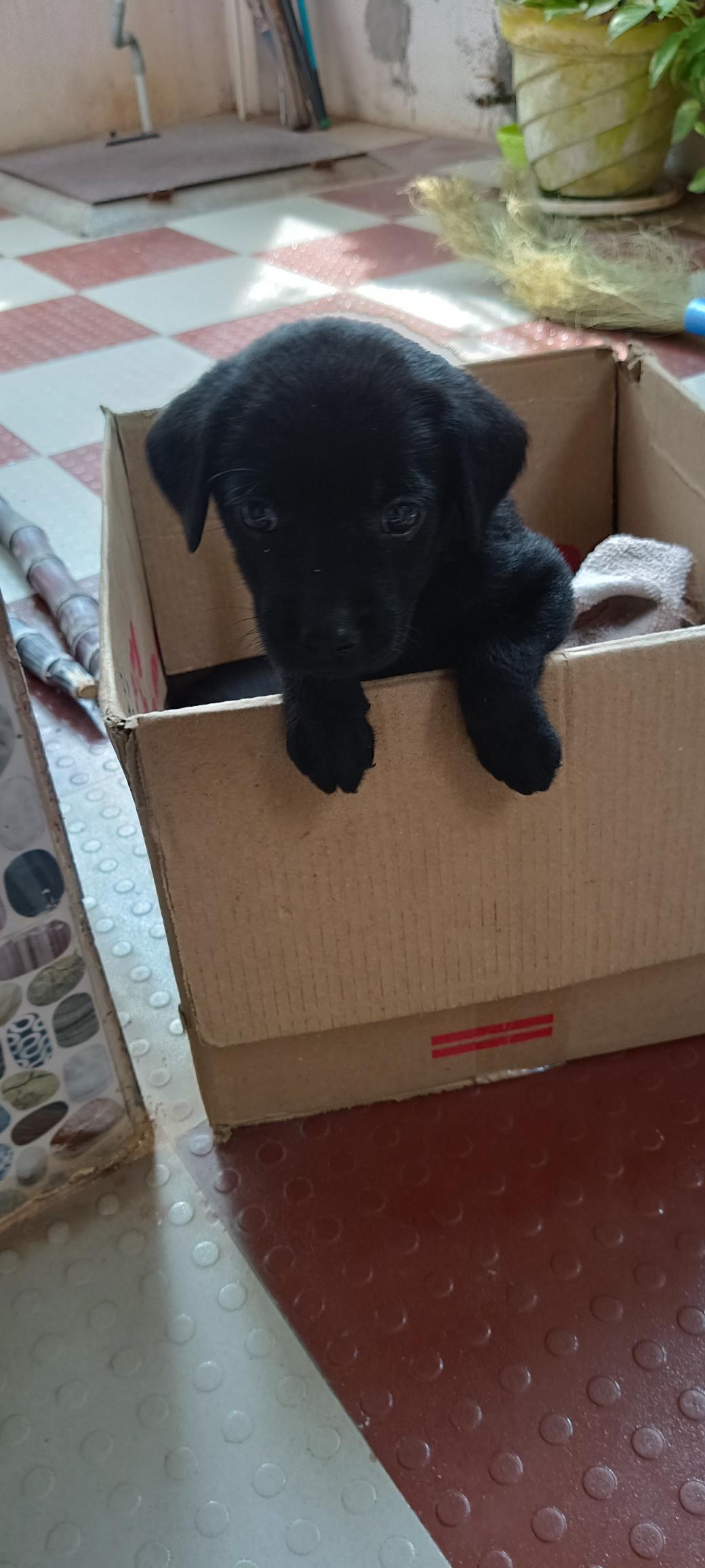 Pet image – gallery view