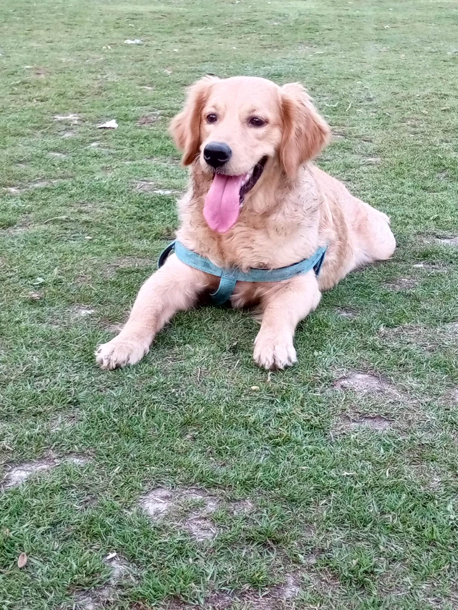 Pet image – gallery view