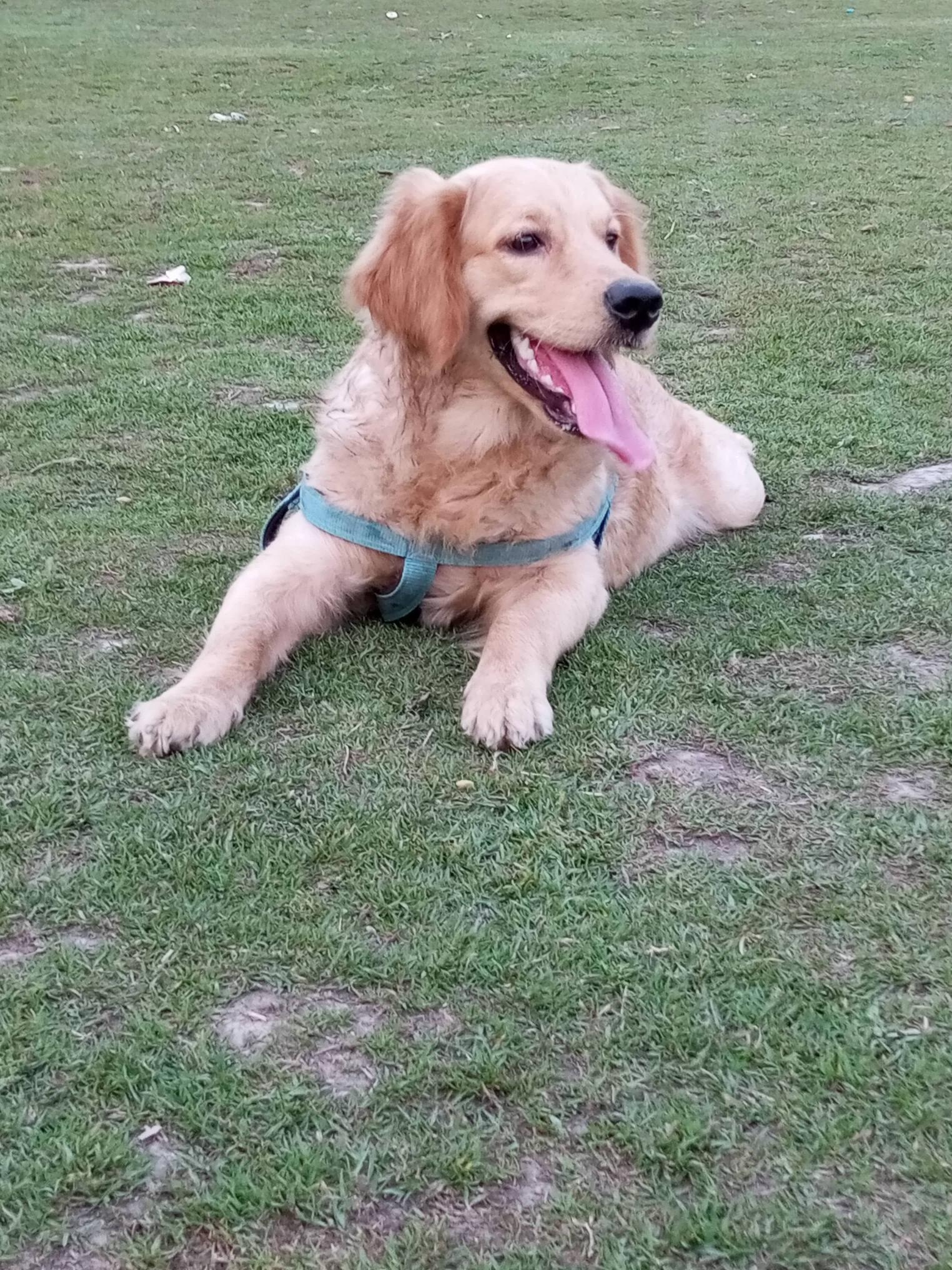 Pet image – gallery view