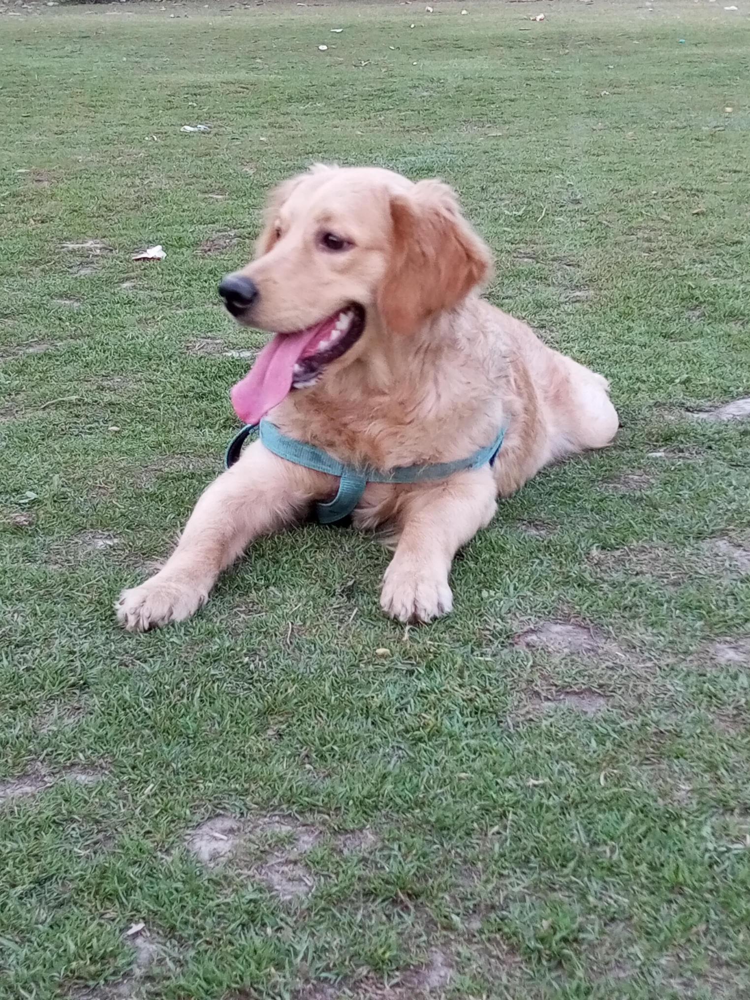 Pet image – gallery view