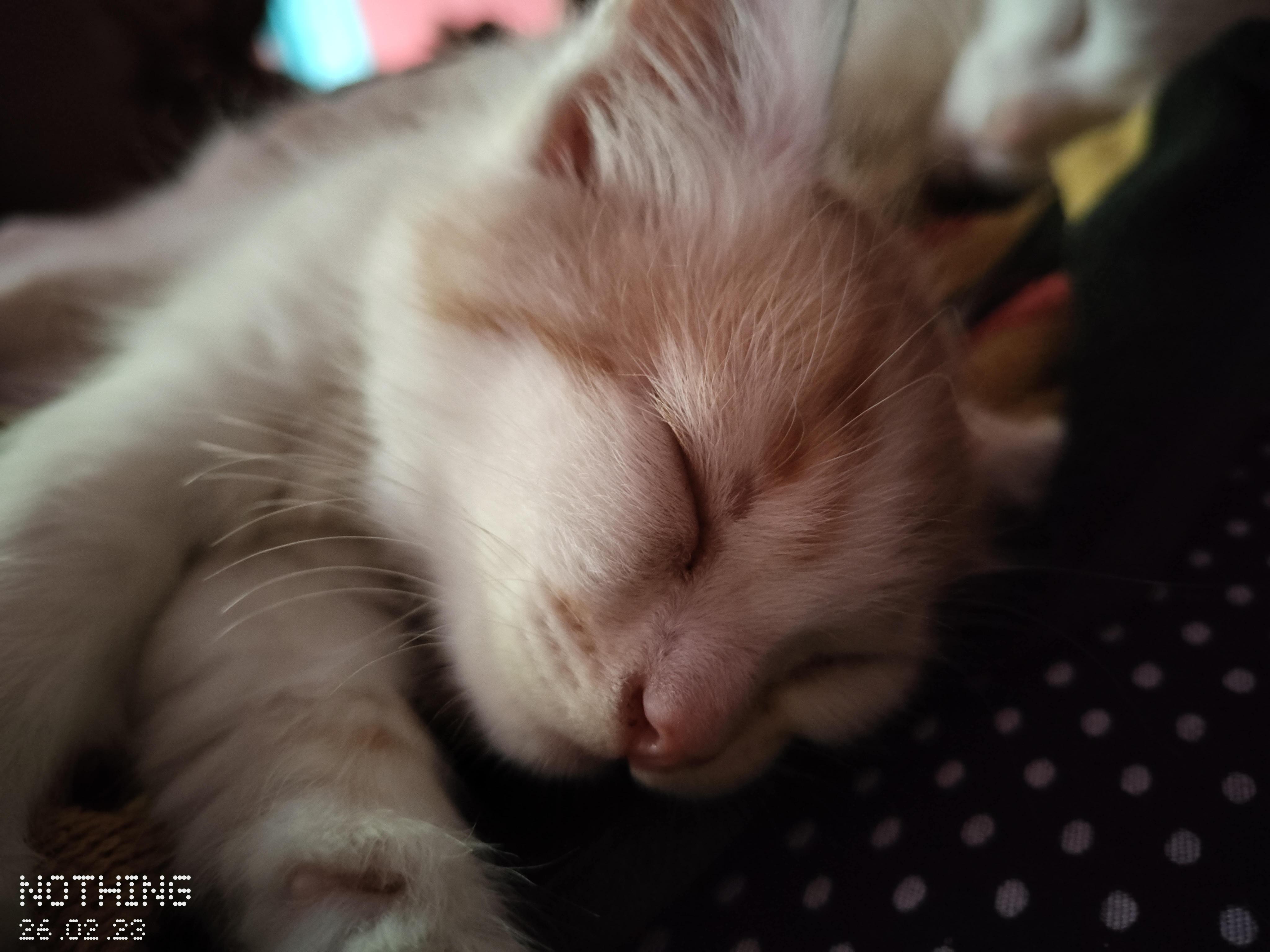 Pet image – gallery view