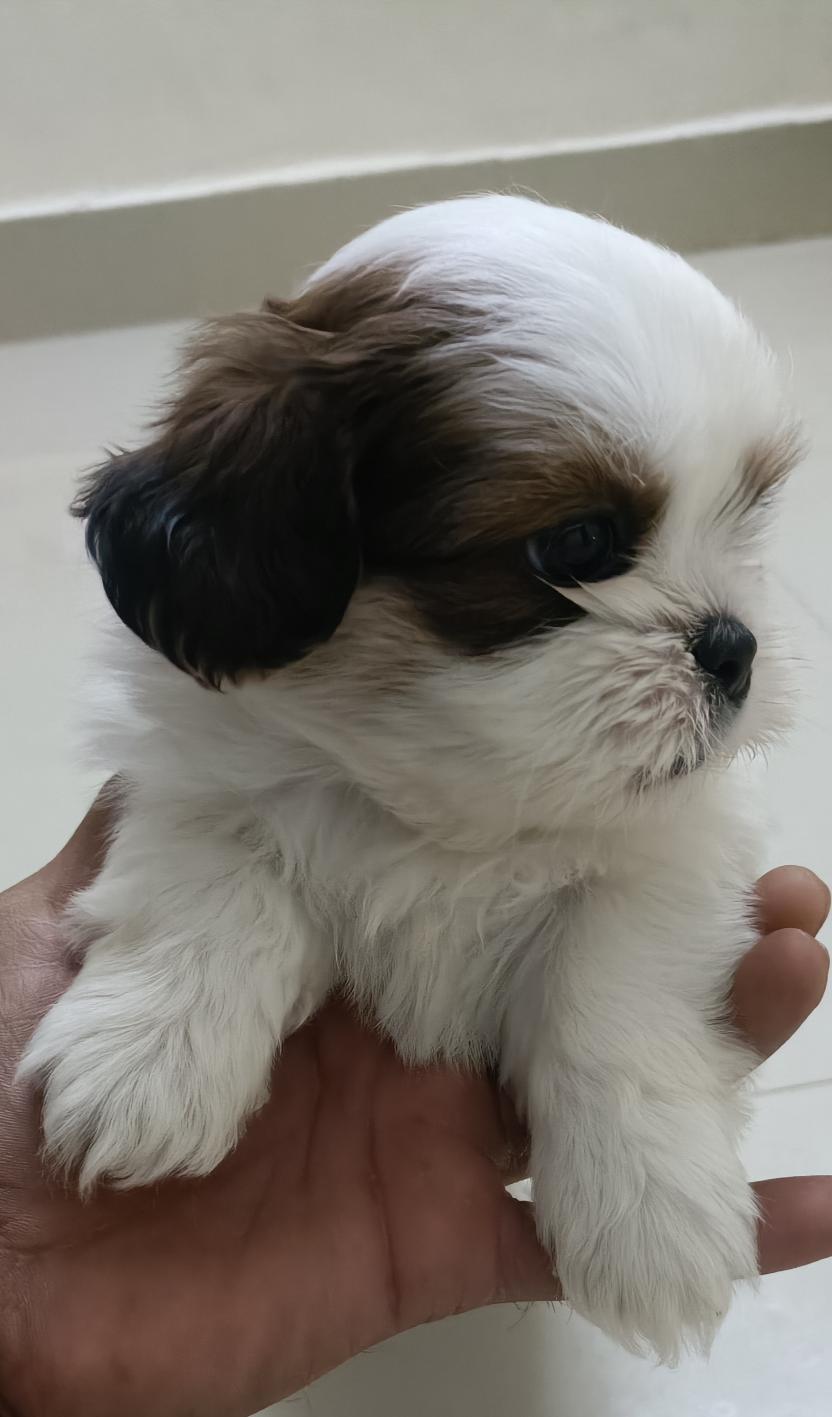 Pet image – gallery view