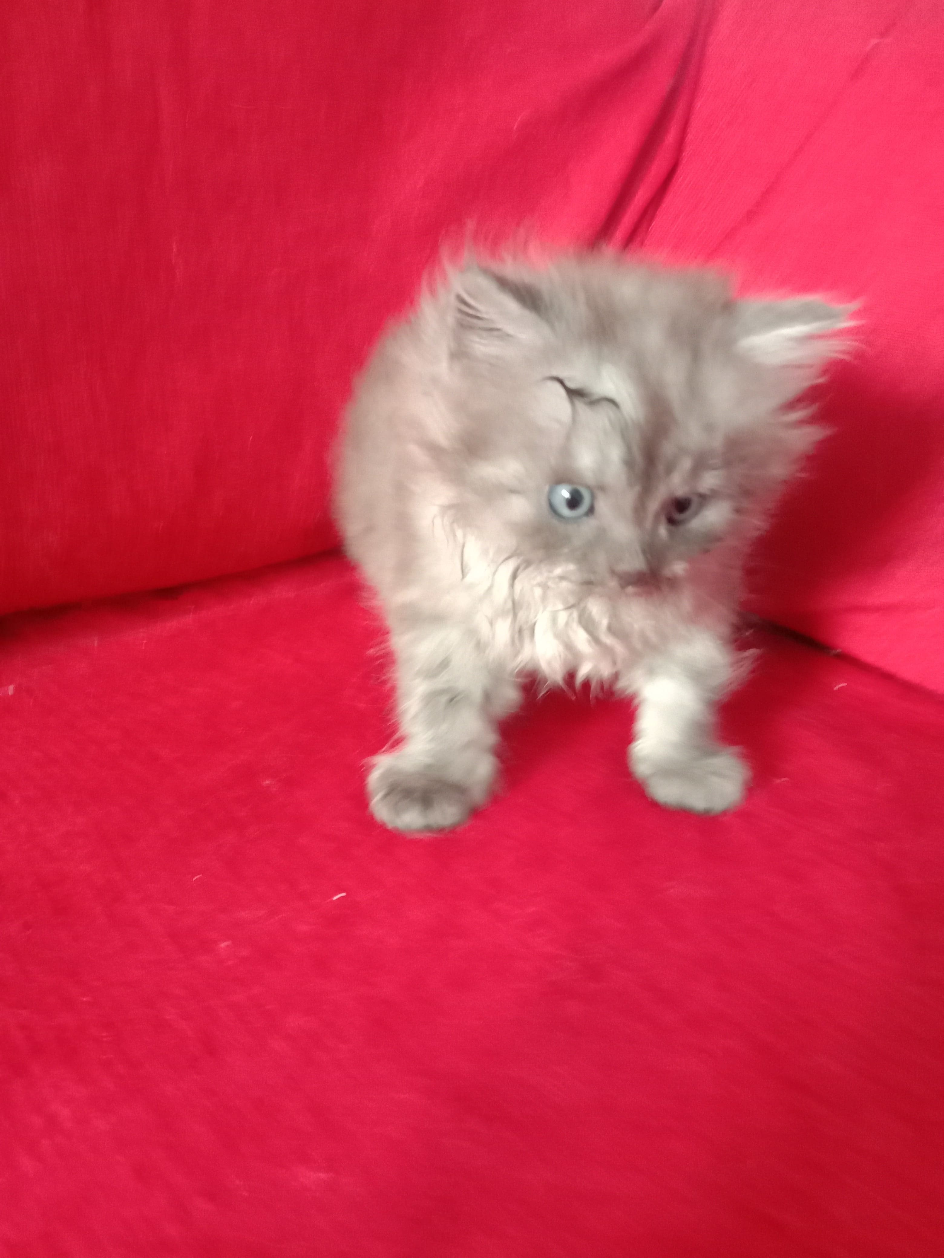 Pet image – gallery view