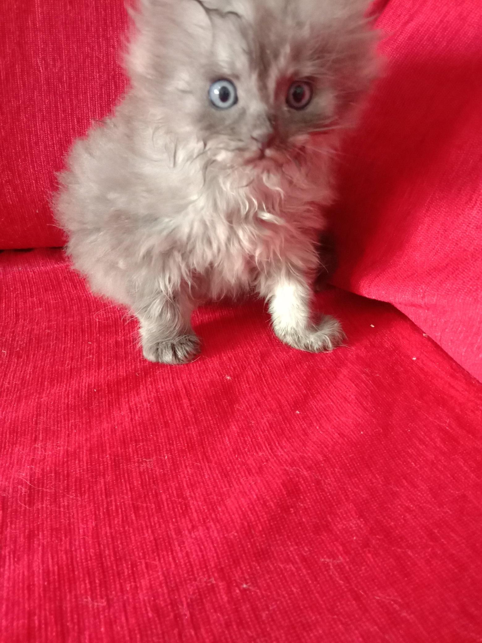 Pet image – gallery view