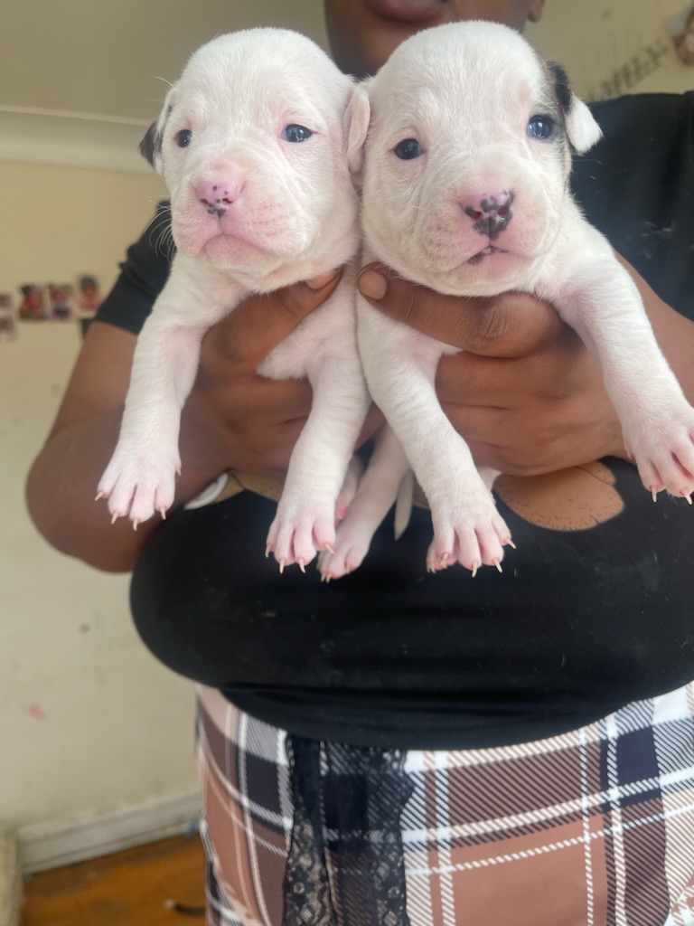 Pet image – gallery view