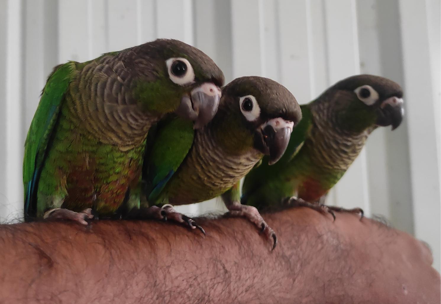 Pet image – gallery view