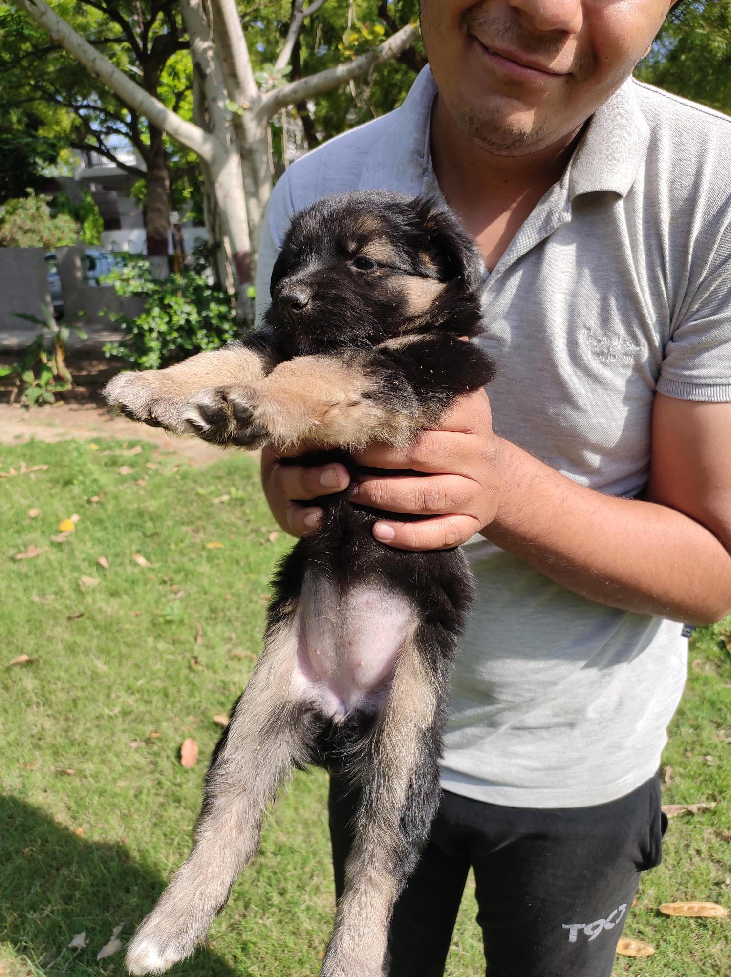 Pet image – gallery view