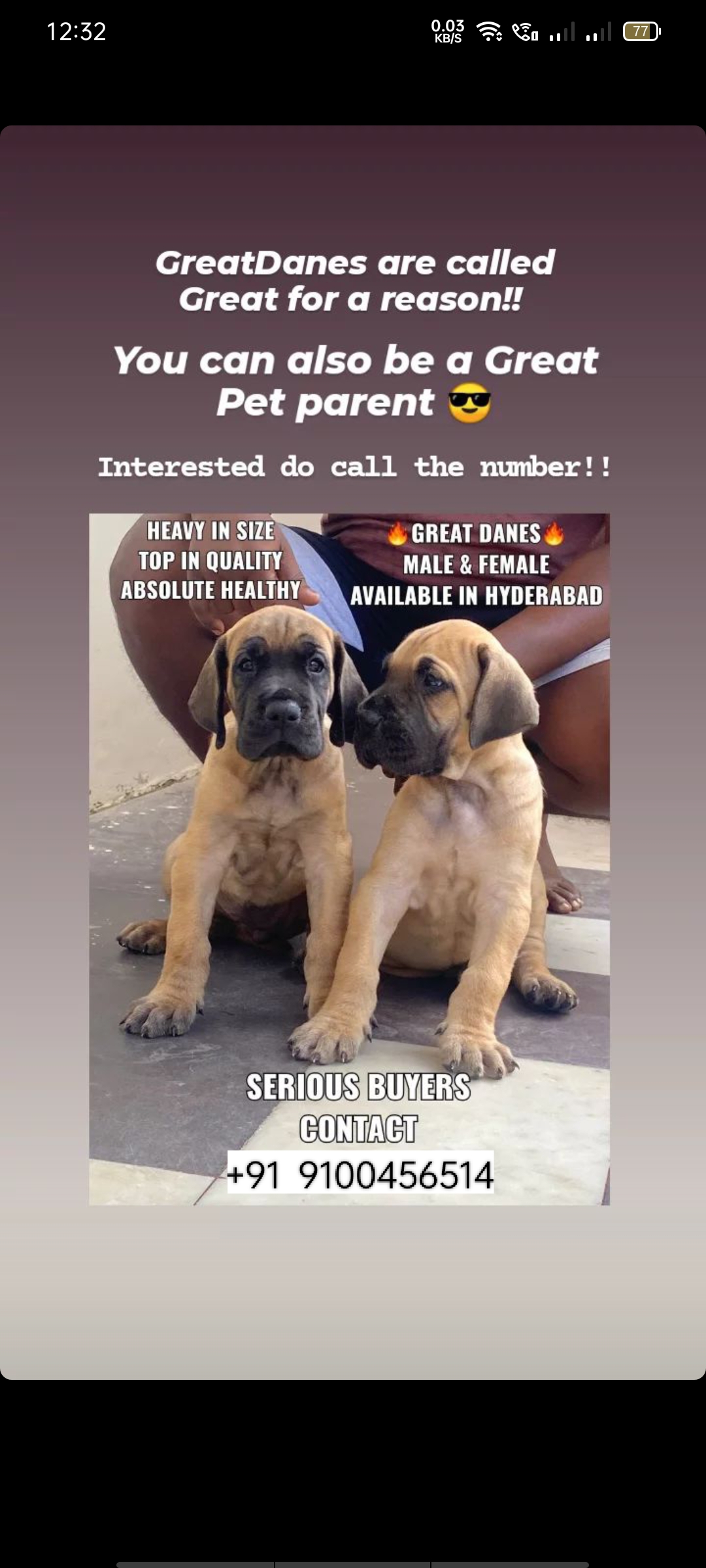 Pet image – gallery view