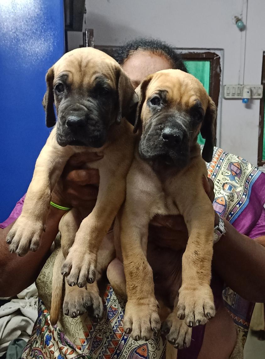 Pet image – gallery view