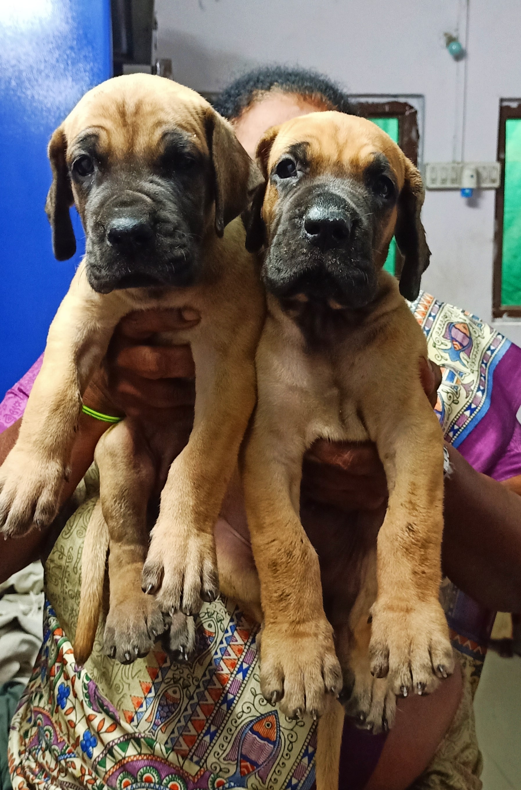 Pet image – gallery view