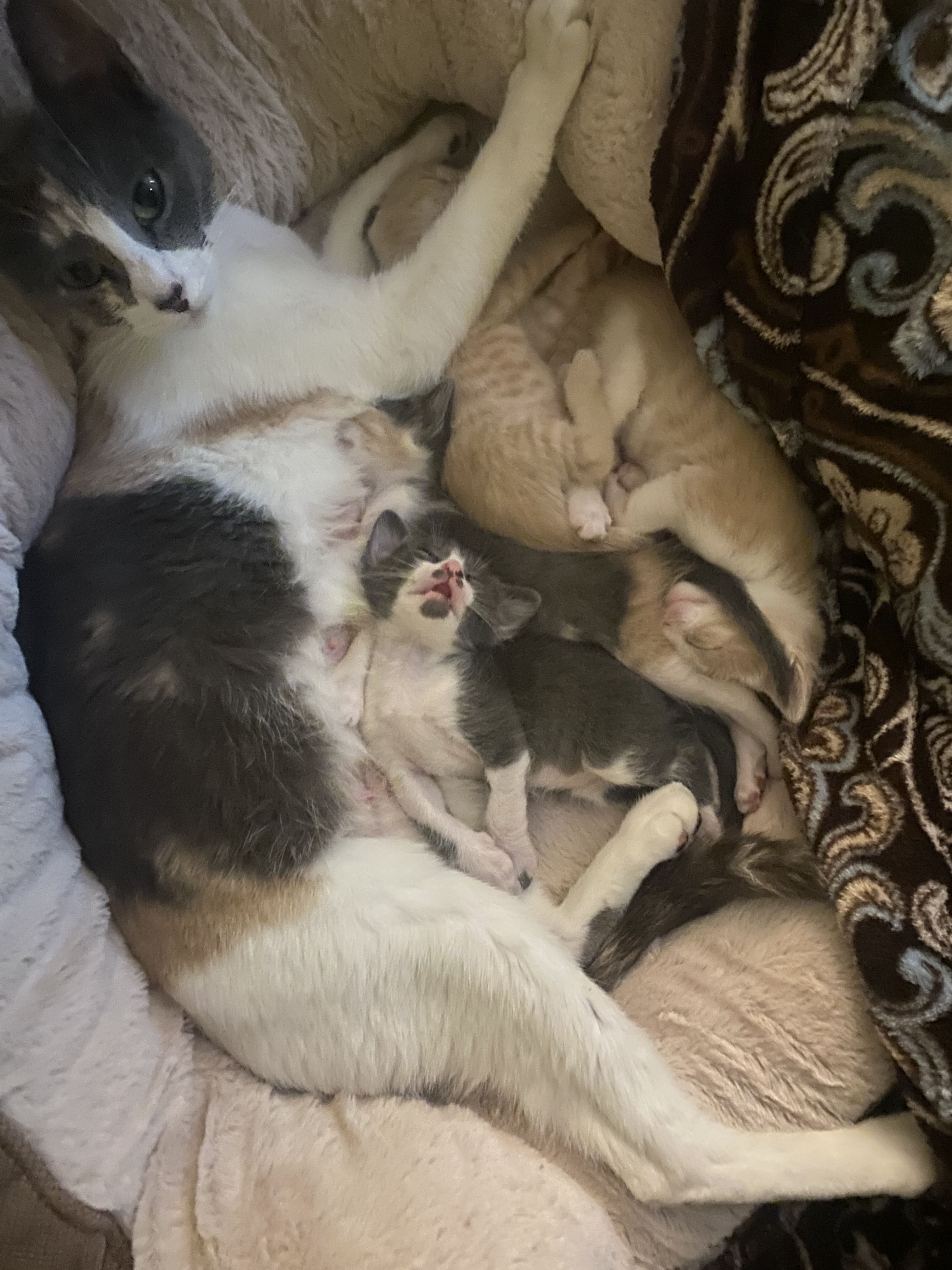 Pet image – gallery view