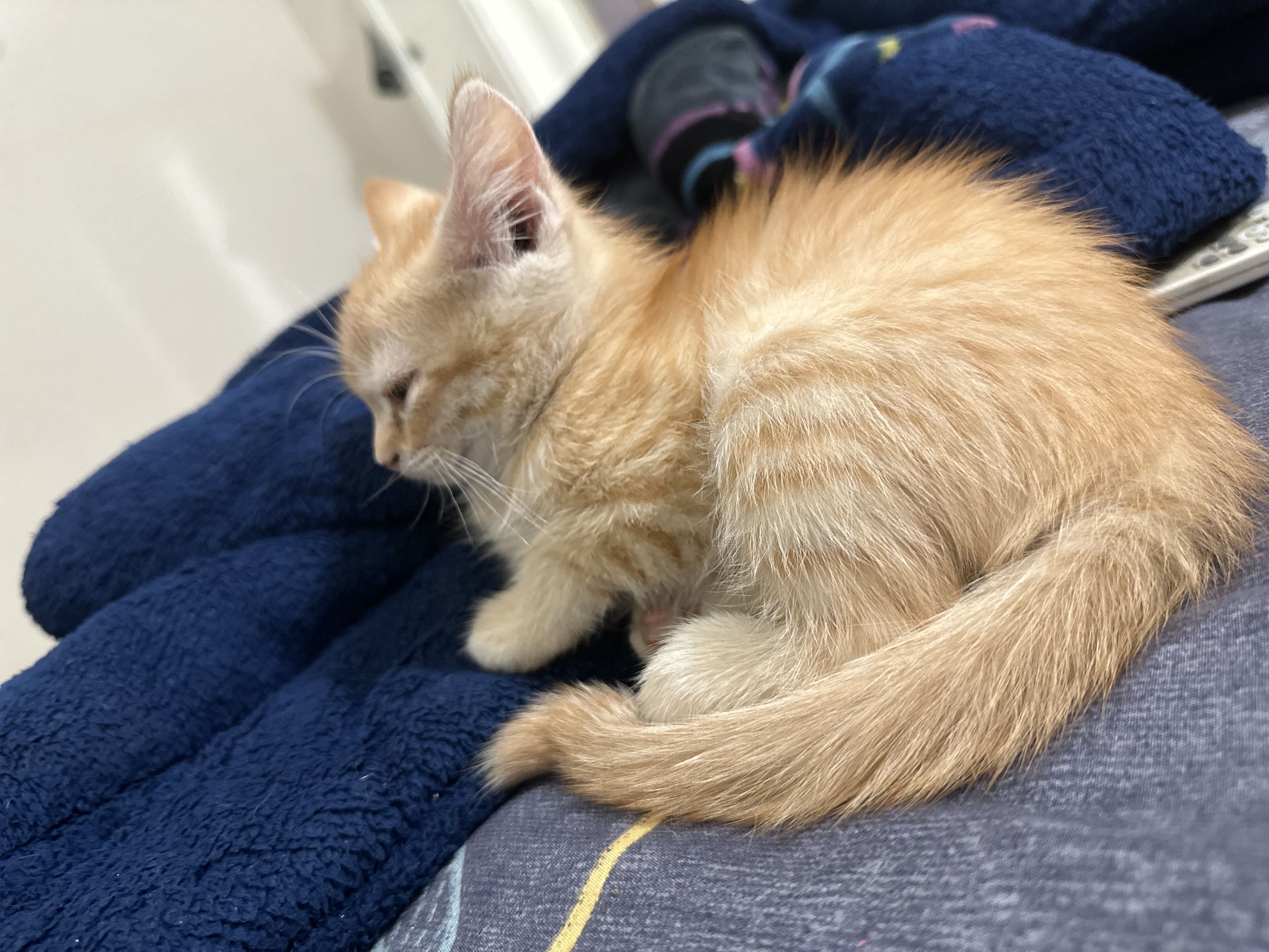 Pet image – gallery view