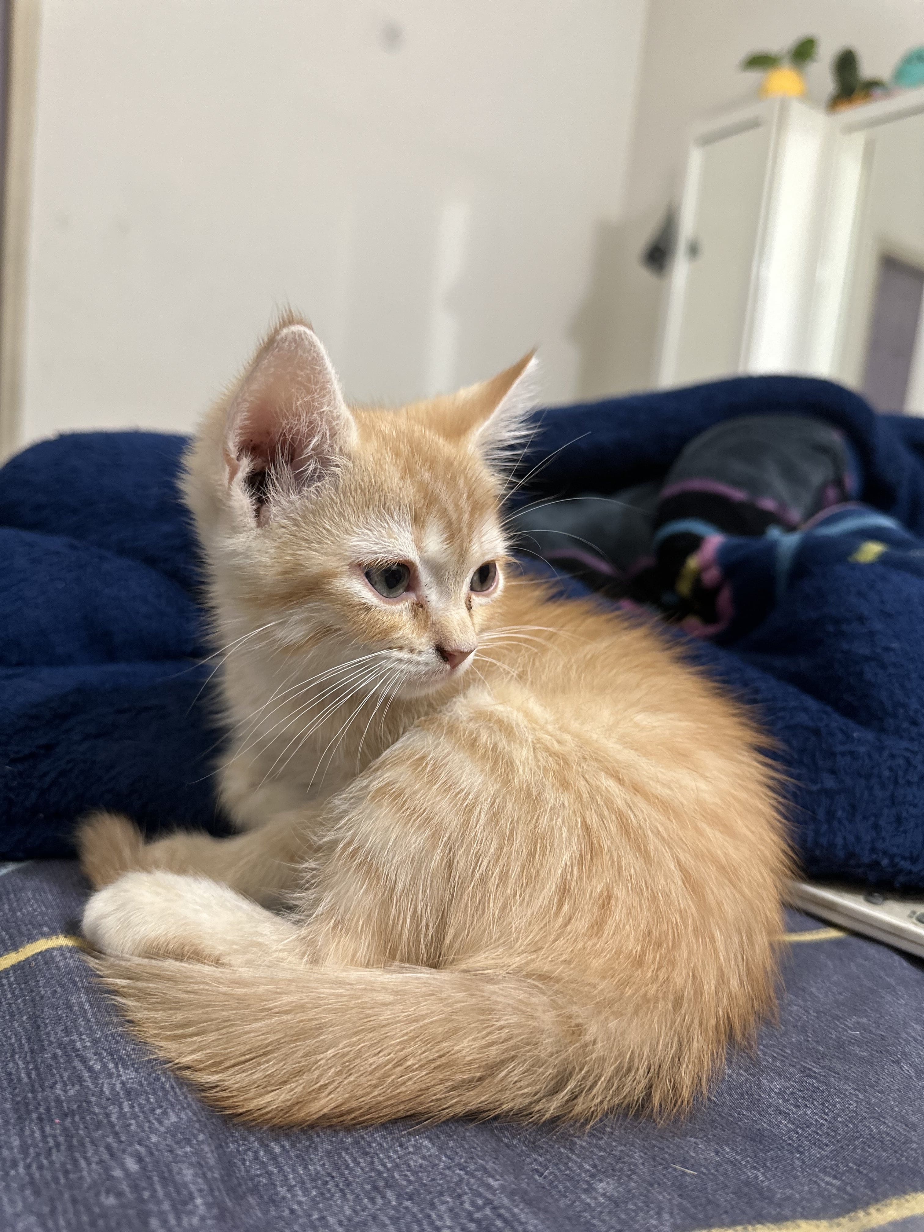 Pet image – gallery view