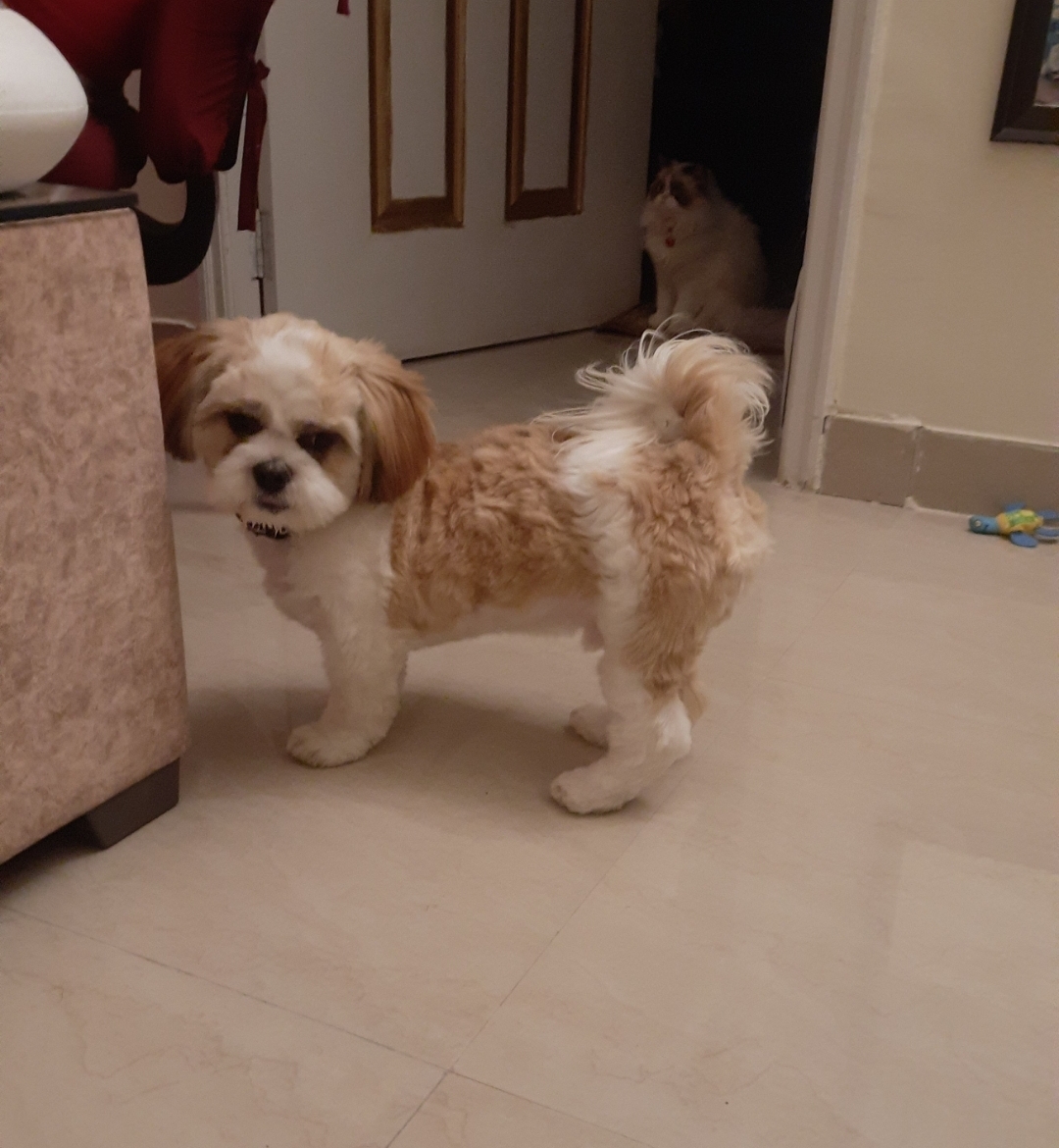 Pet image – gallery view