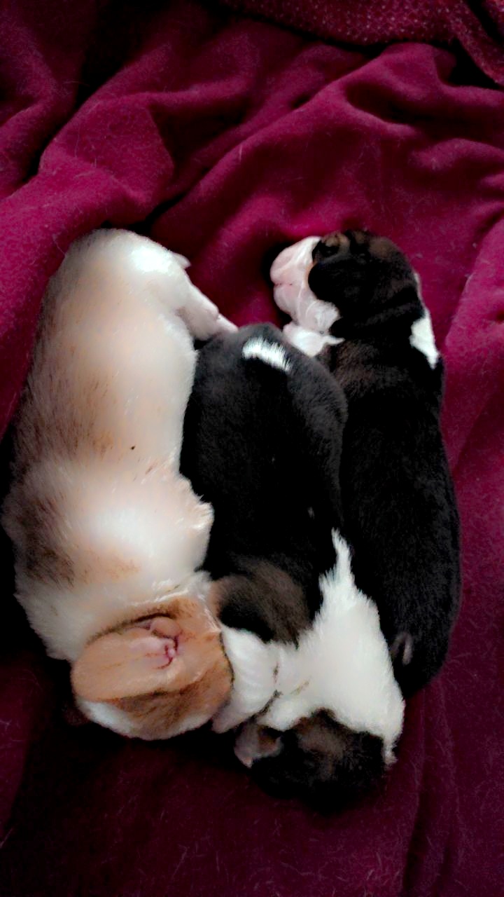 Pet image – gallery view