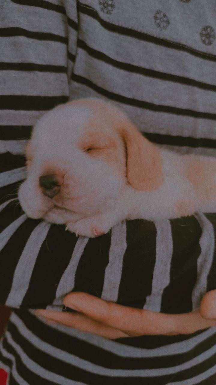 Pet image – gallery view