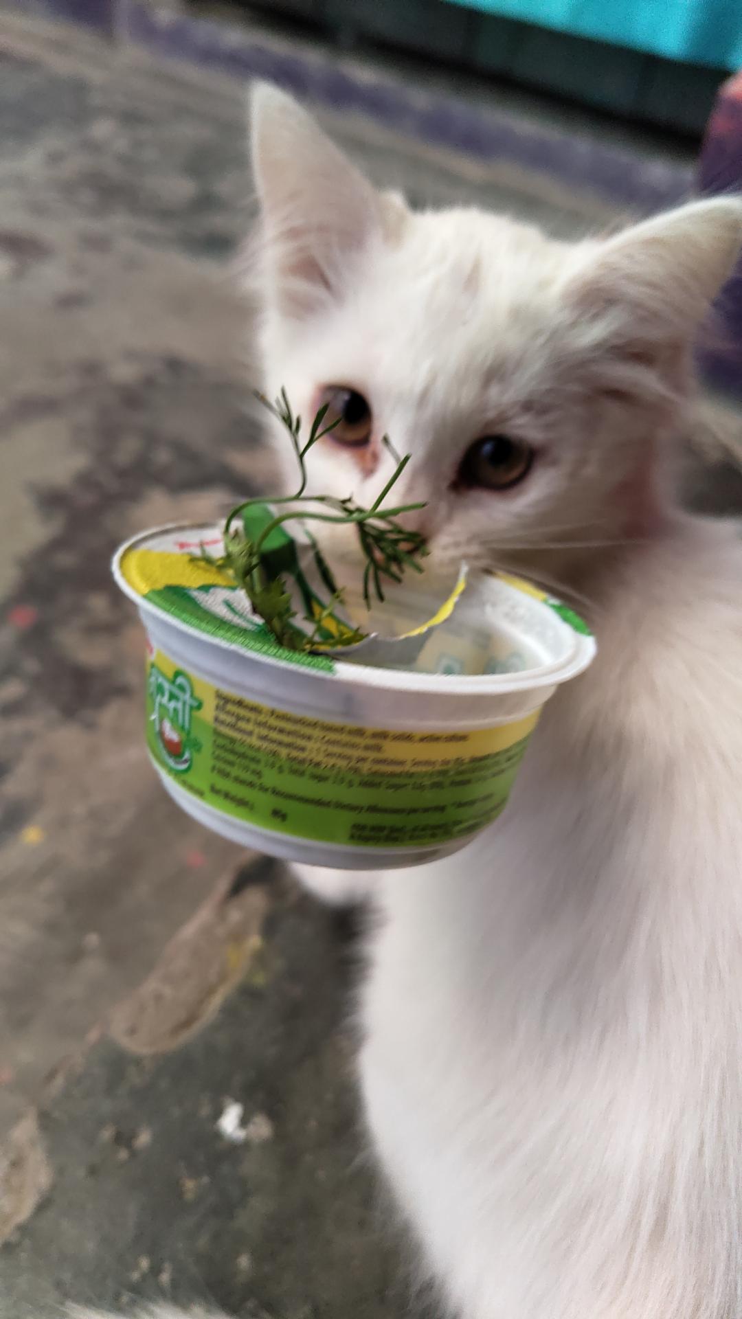 Pet image – gallery view