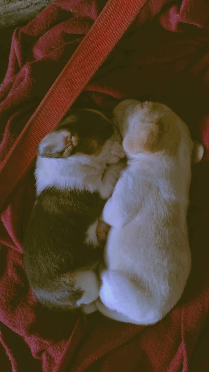 Pet image – gallery view