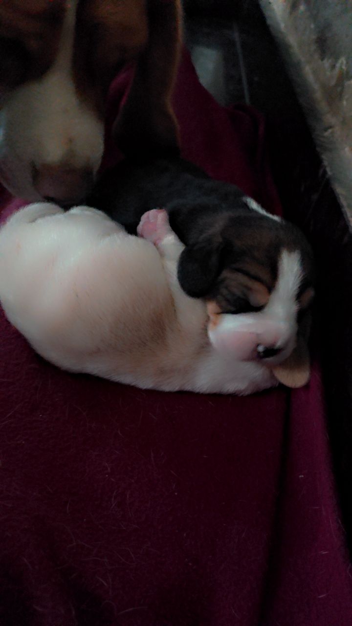 Pet image – gallery view