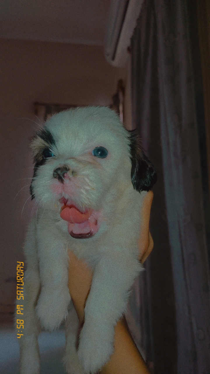 Pet image – gallery view