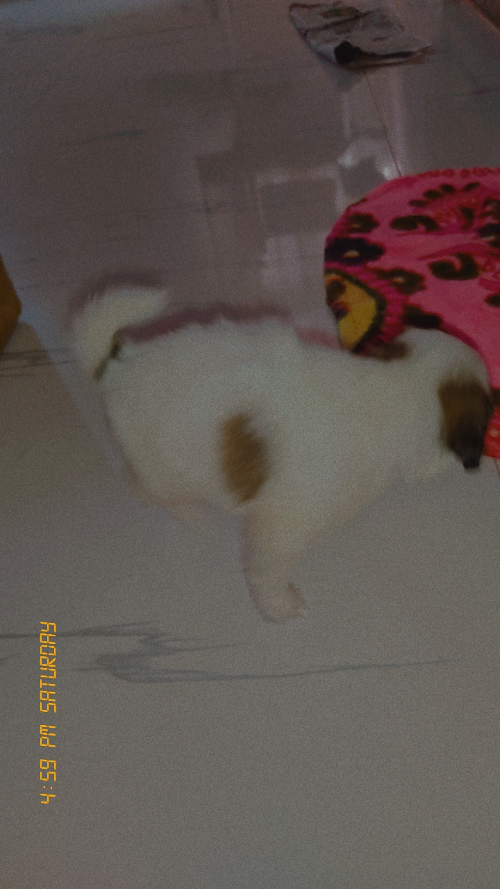 Pet image – gallery view