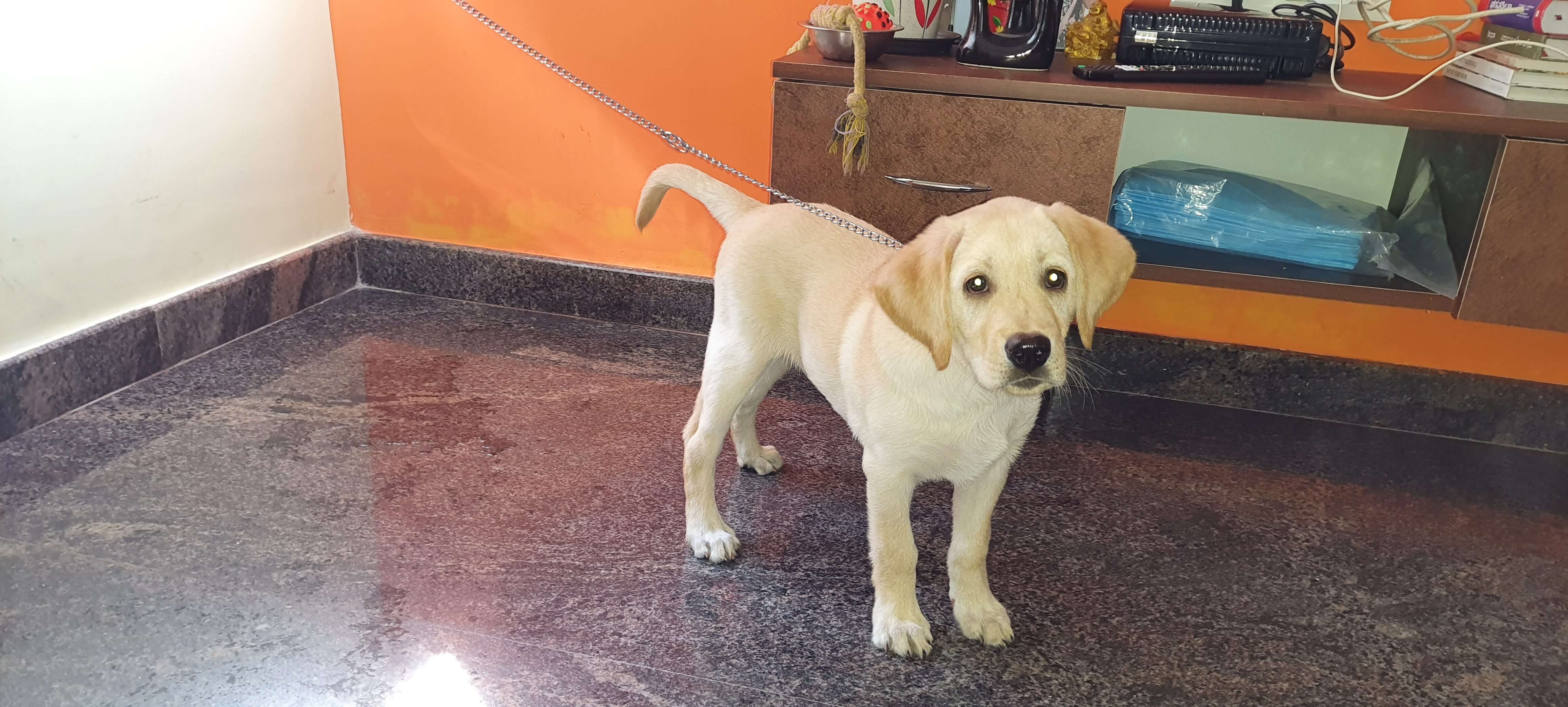 Pet image – gallery view