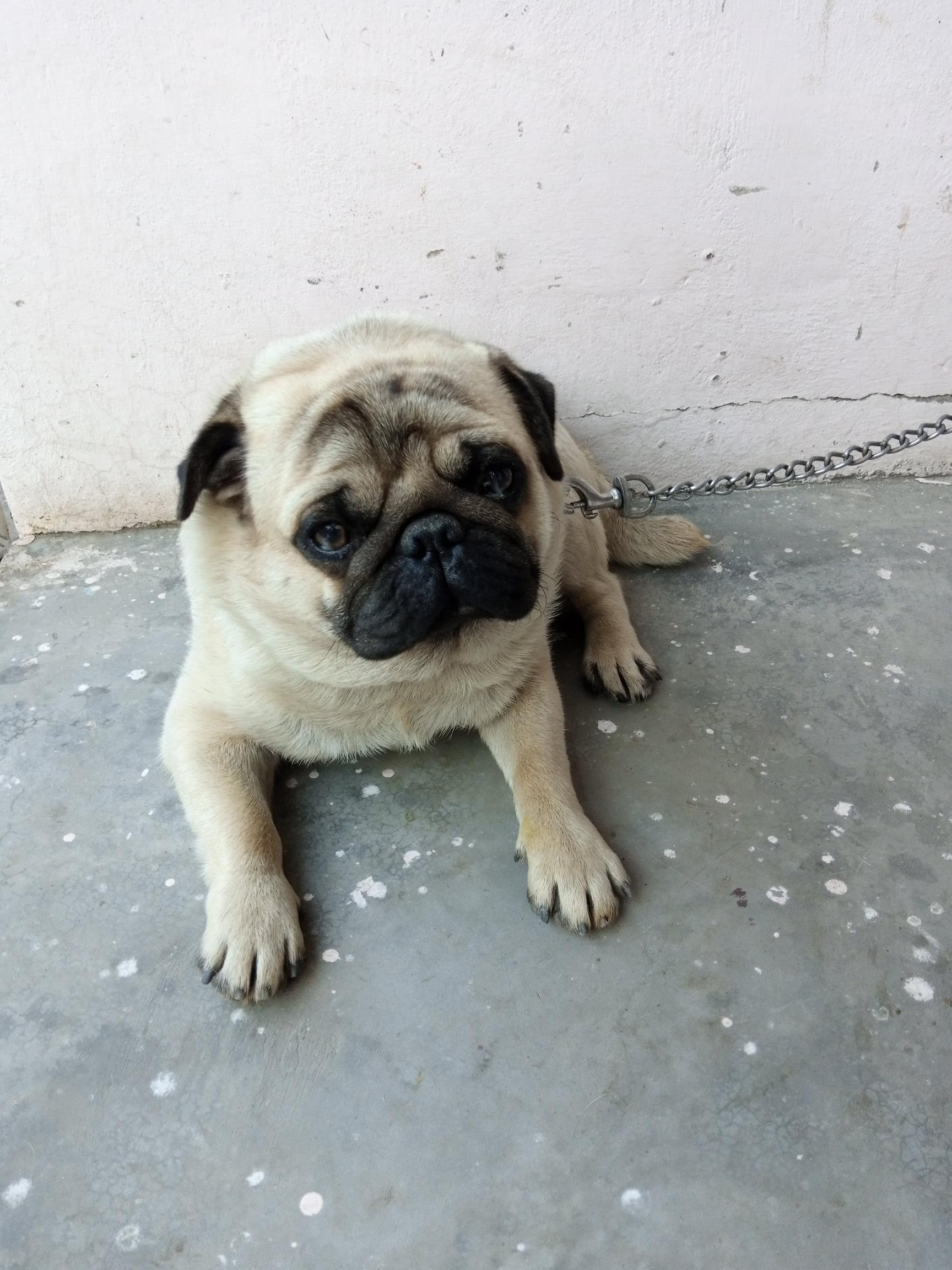 Pet image – gallery view