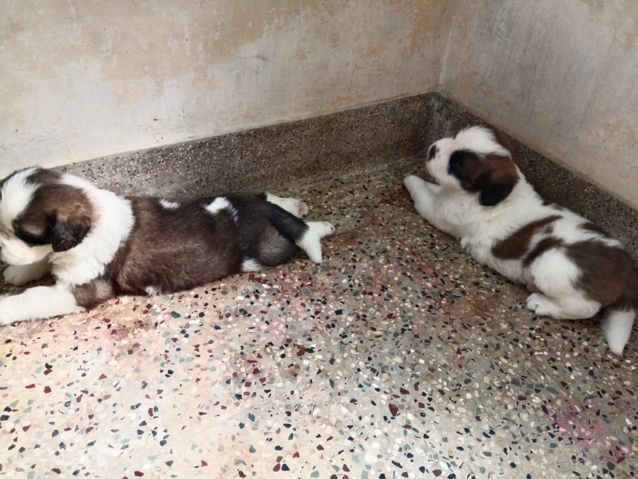 Pet image – gallery view