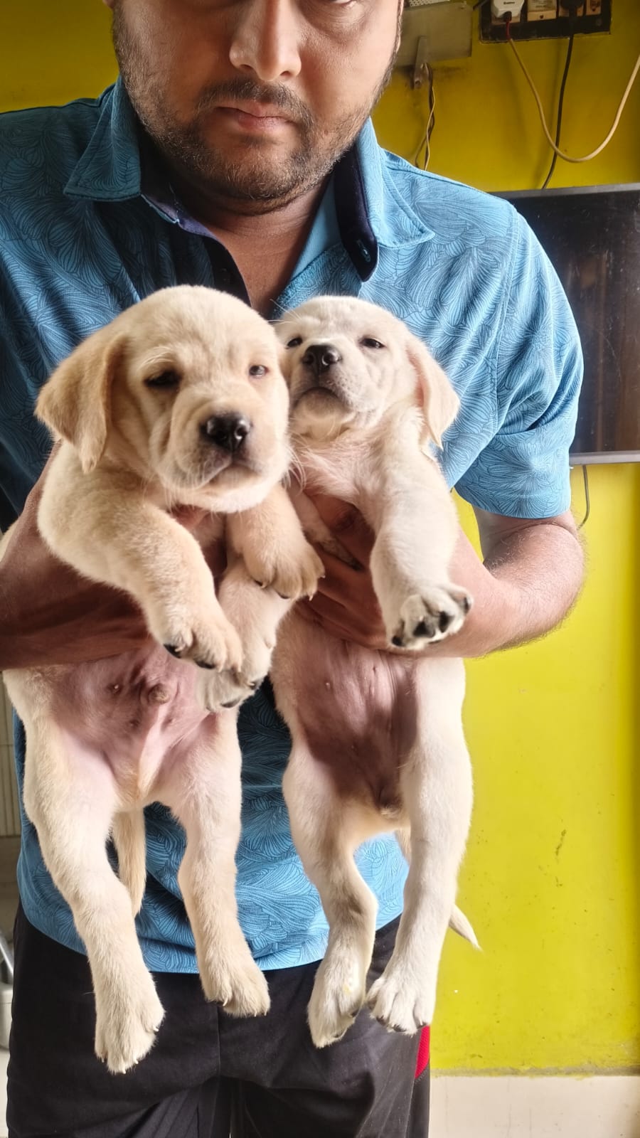 Pet image – gallery view