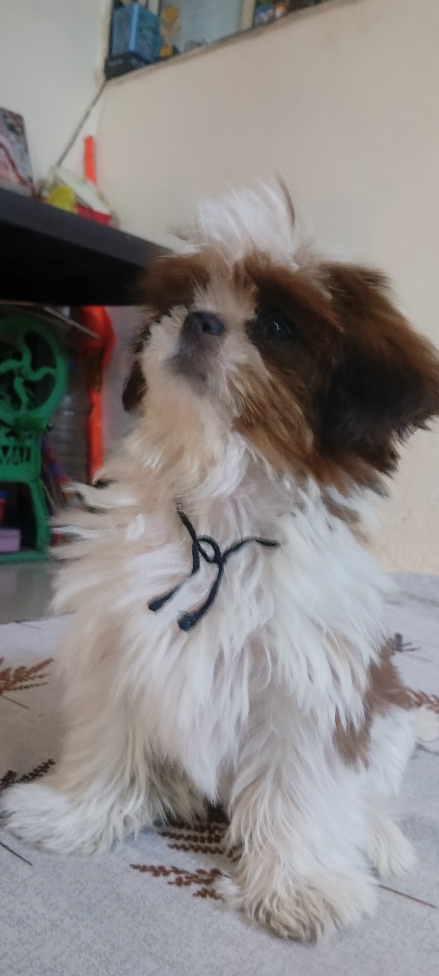 Pet image – gallery view