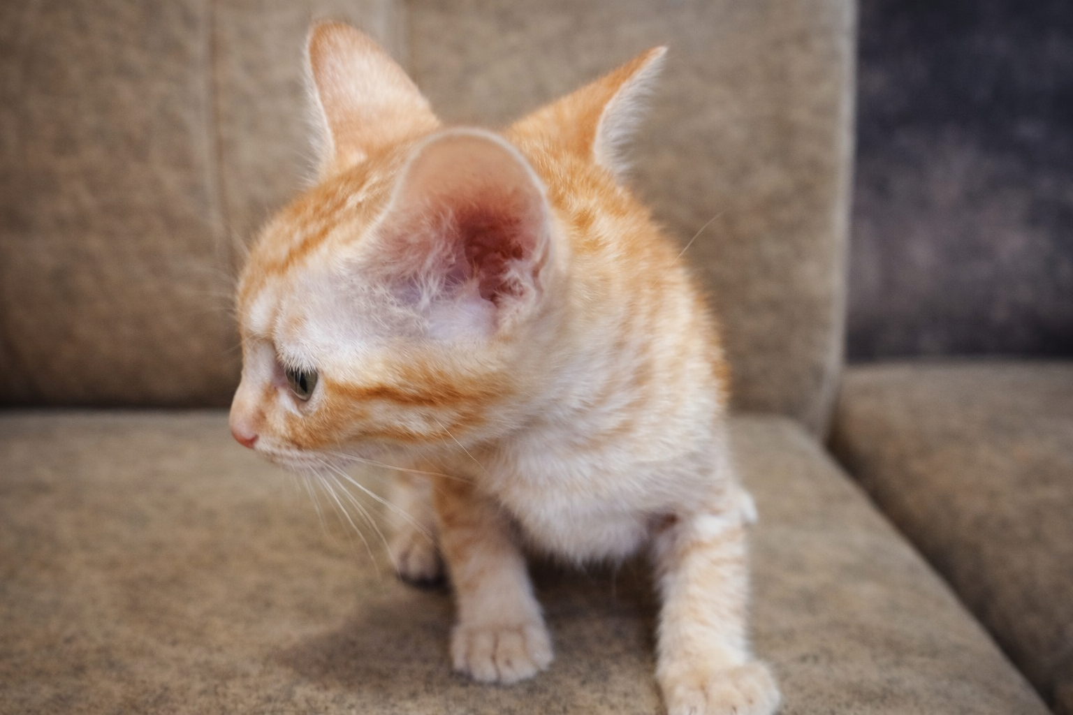 Pet image – gallery view