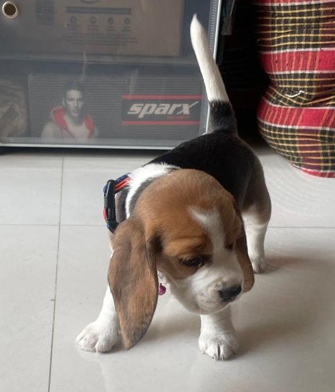 Pet image – gallery view