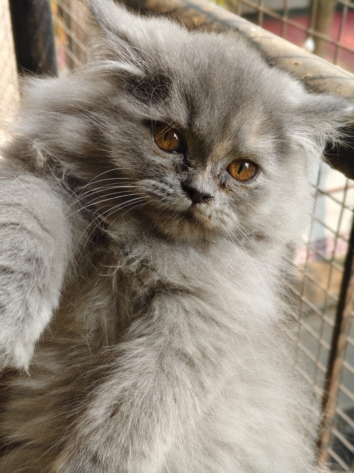 Pet image – gallery view