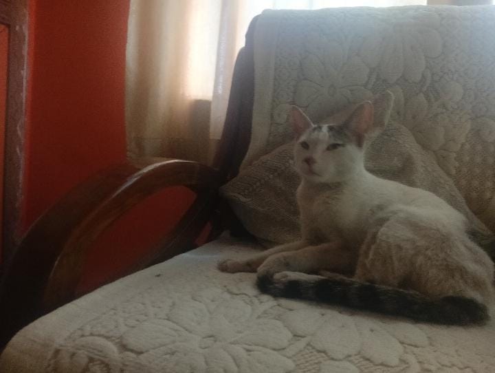 Pet image – gallery view