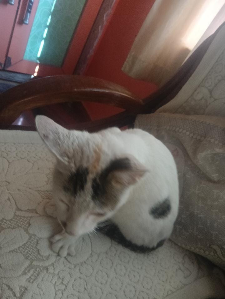 Pet image – gallery view