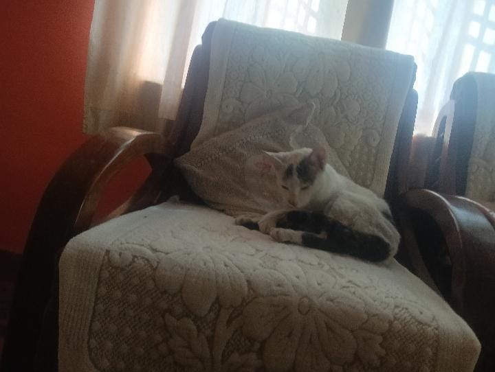 Pet image – gallery view