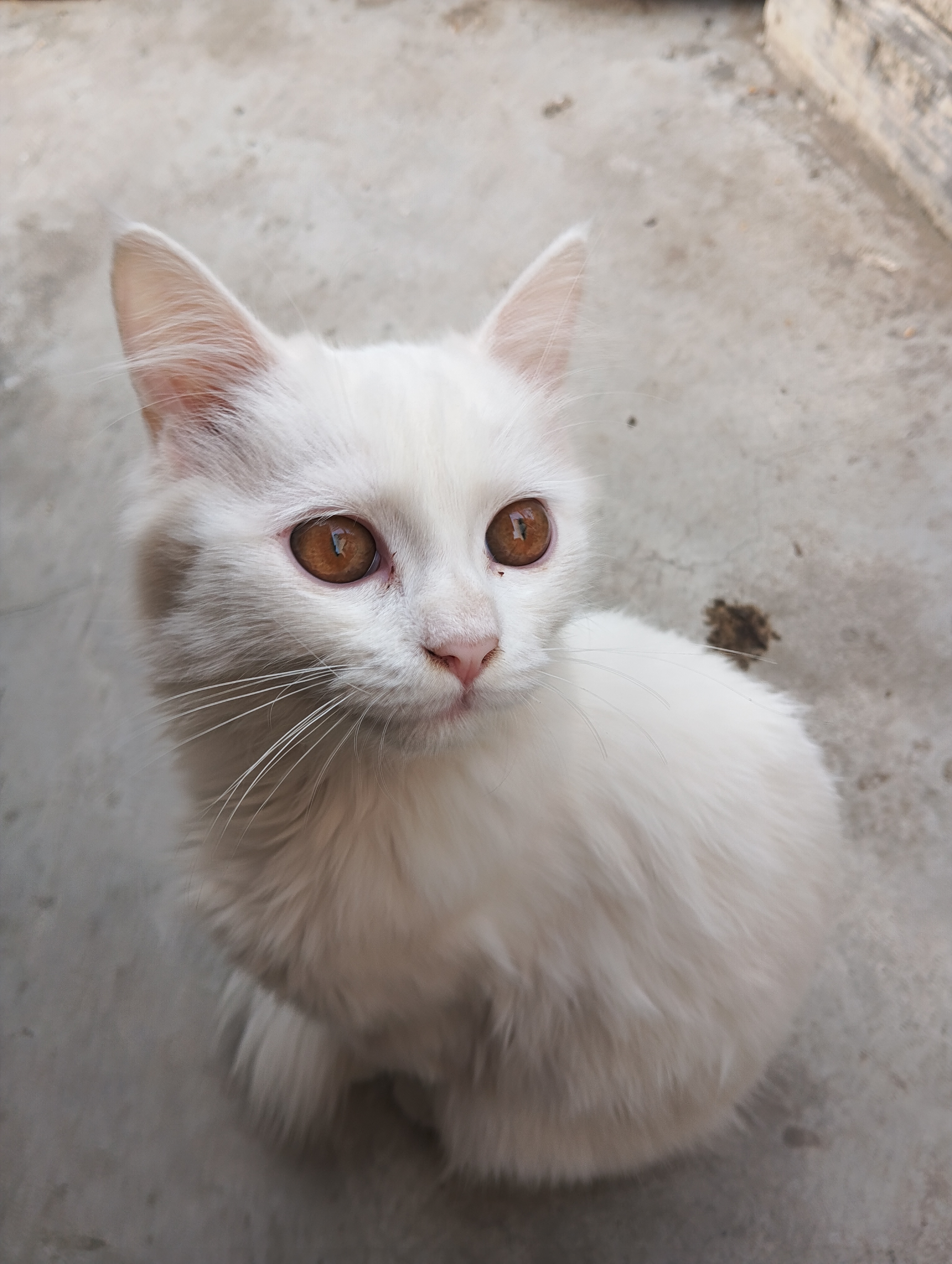 Pet image – gallery view