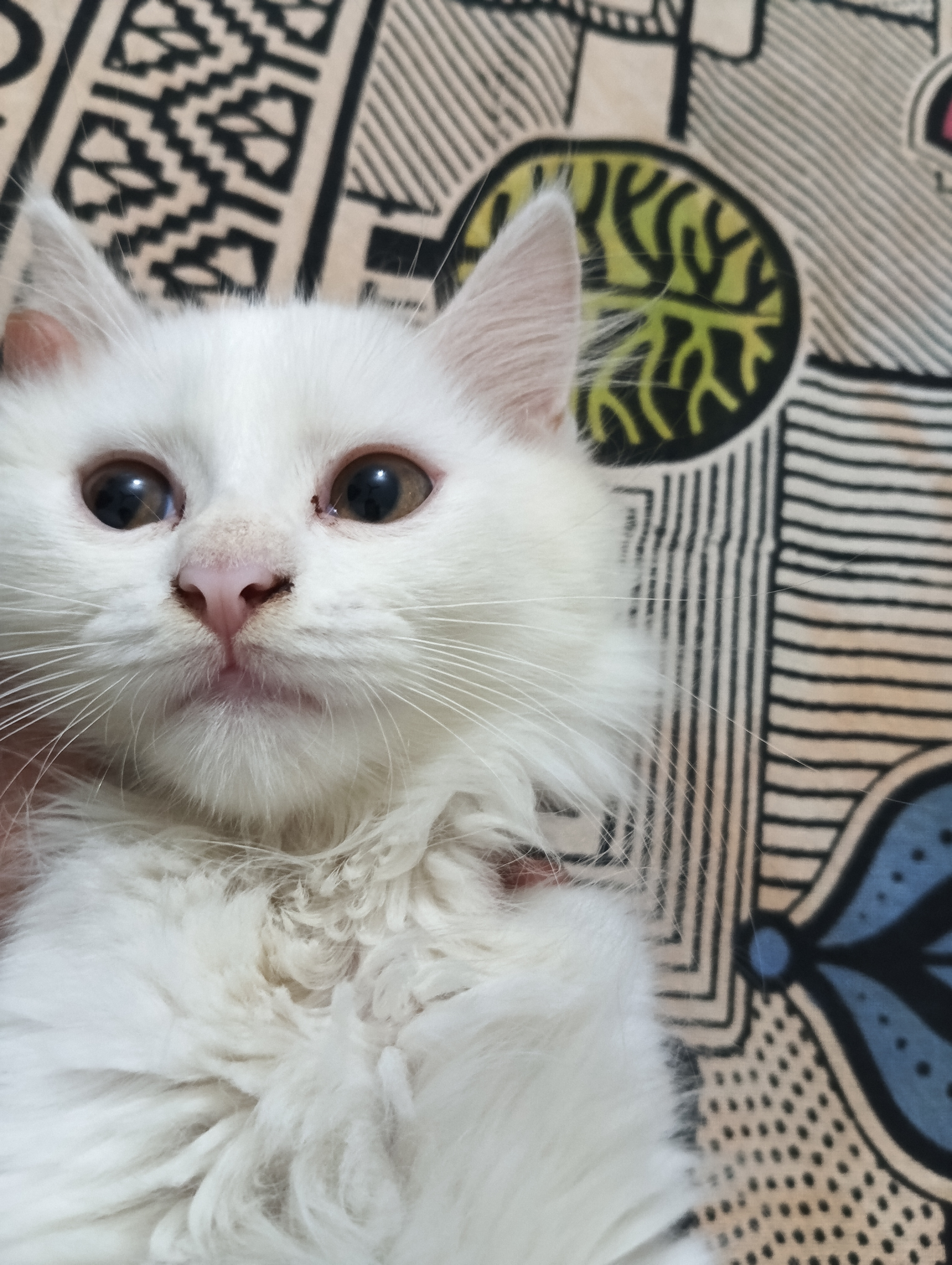 Pet image – gallery view