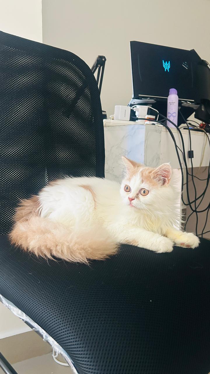 Pet image – gallery view