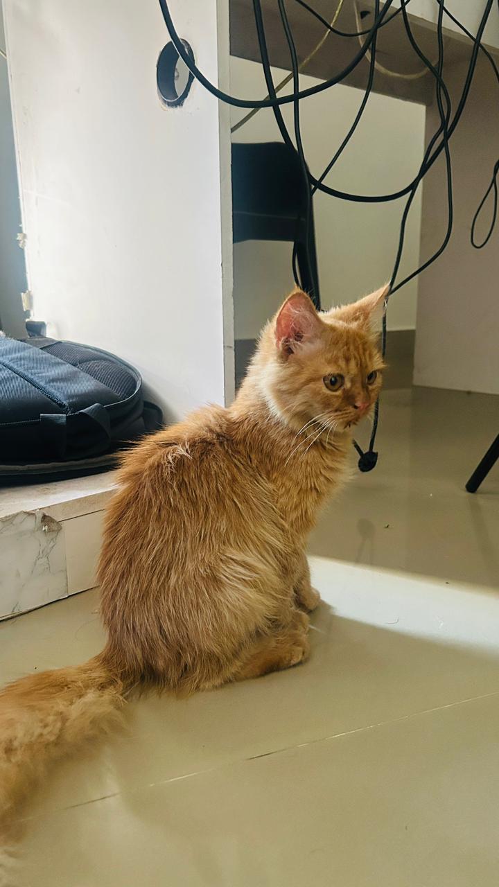 Pet image – gallery view