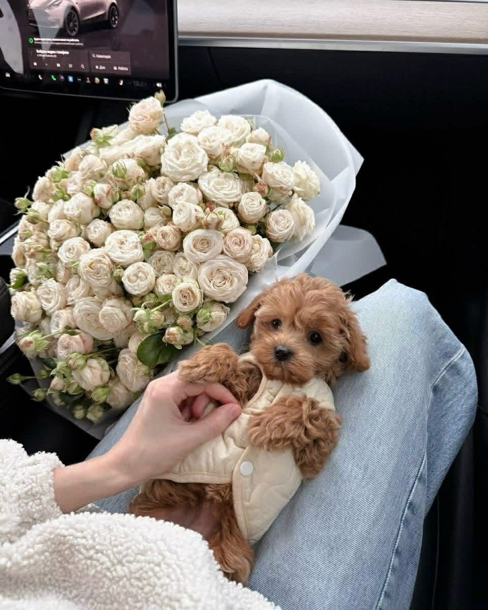 Pet image – gallery view