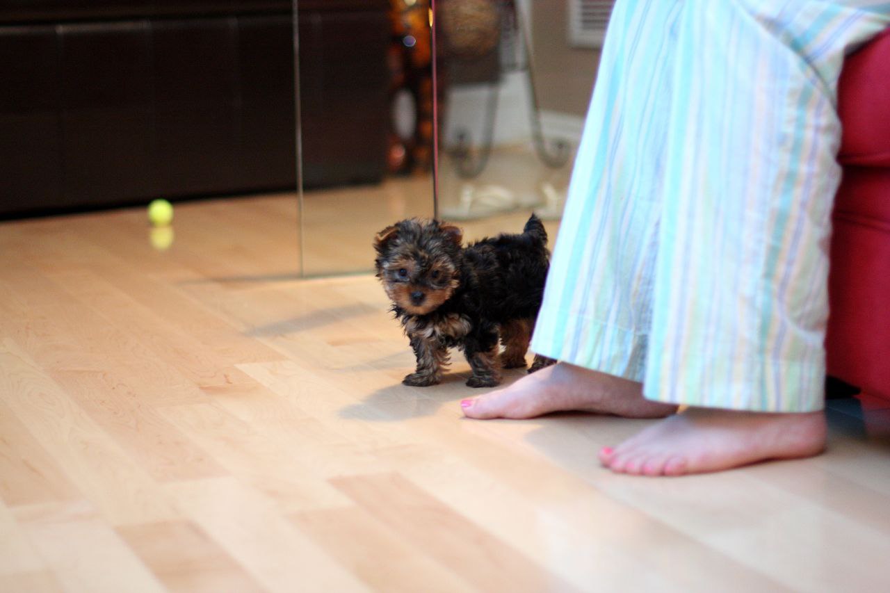 Pet image – gallery view