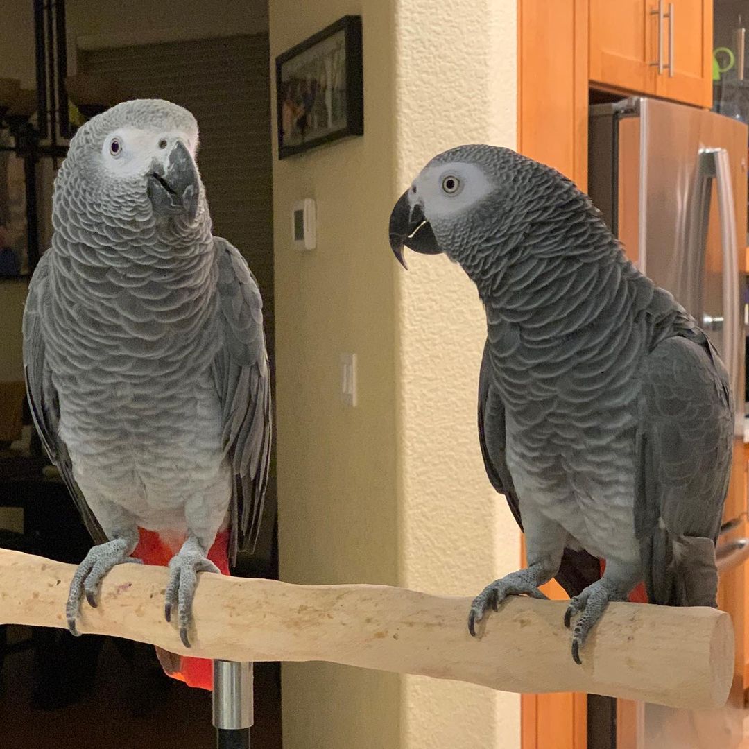 Bonded Congo African Grey Parrots with Cage  - Birds