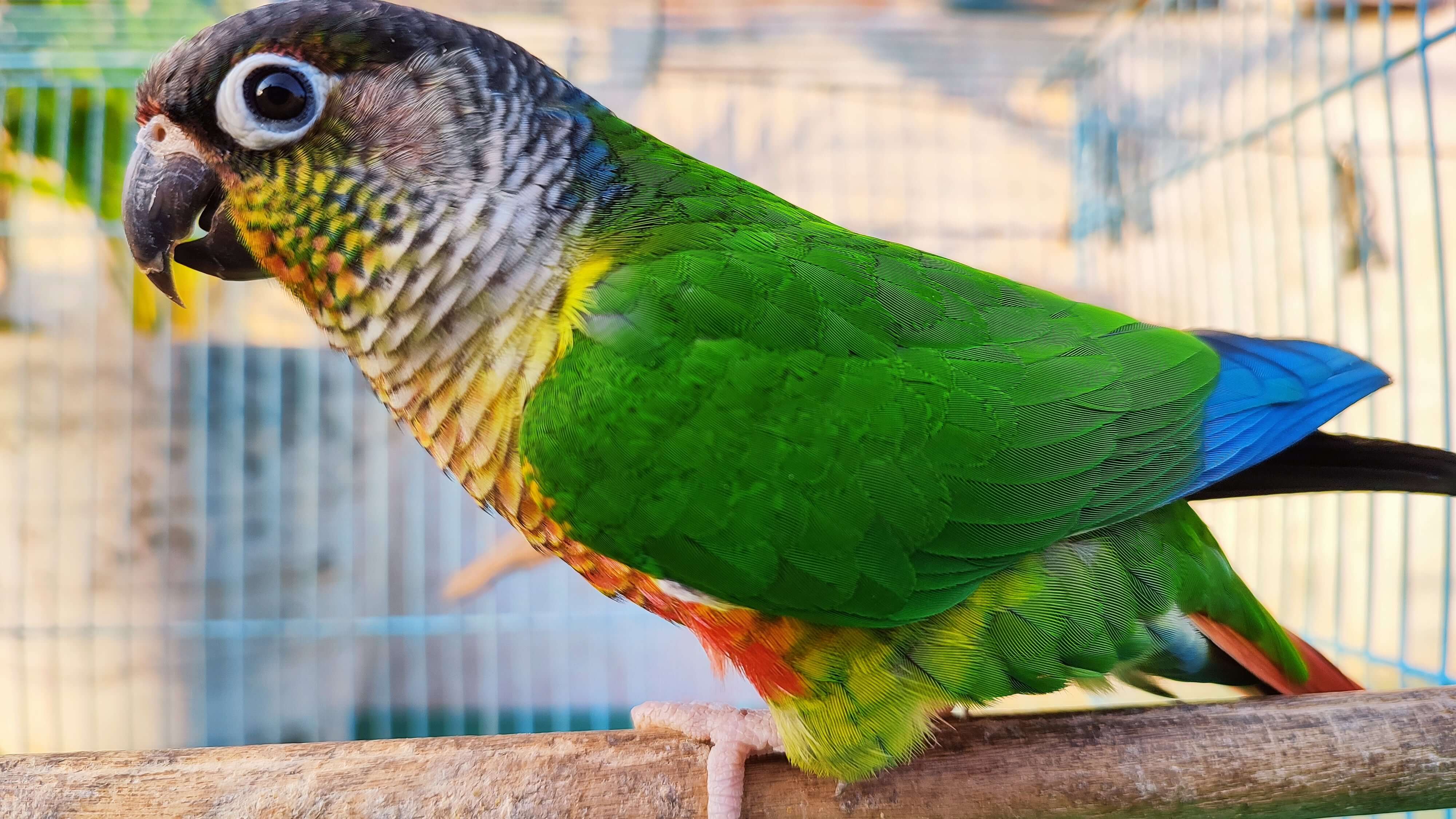 Small conures - Birds