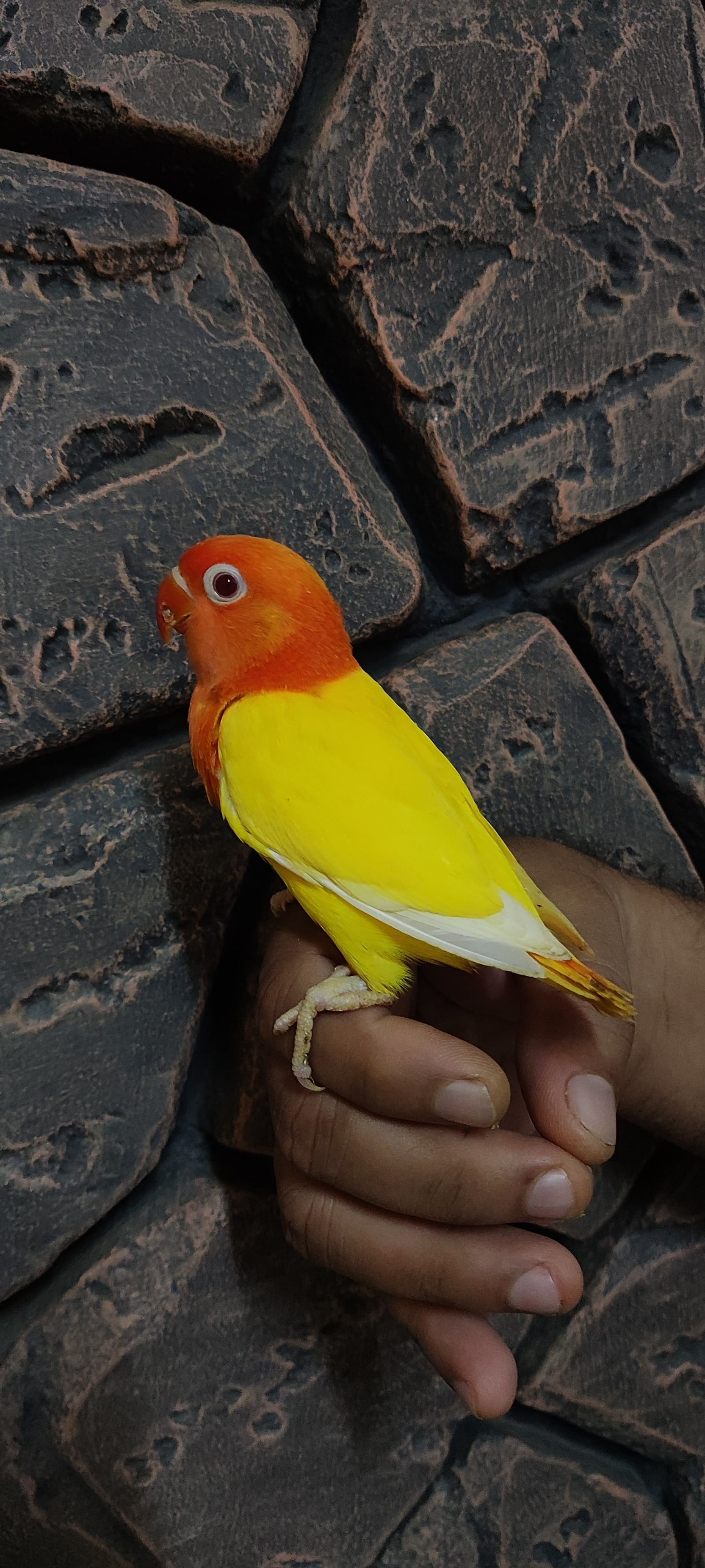 Lutino Opaline & DecIno Opaline Fisher Love Birds - Birds