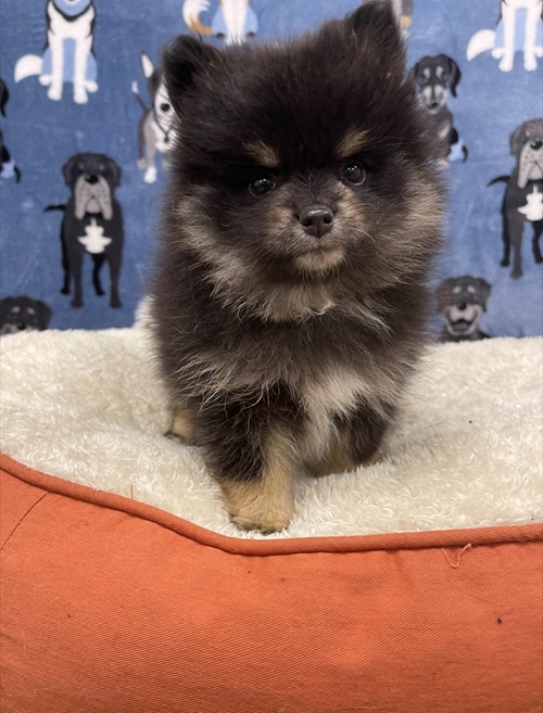 Dog selling online home available ? 7898908902 - Dog