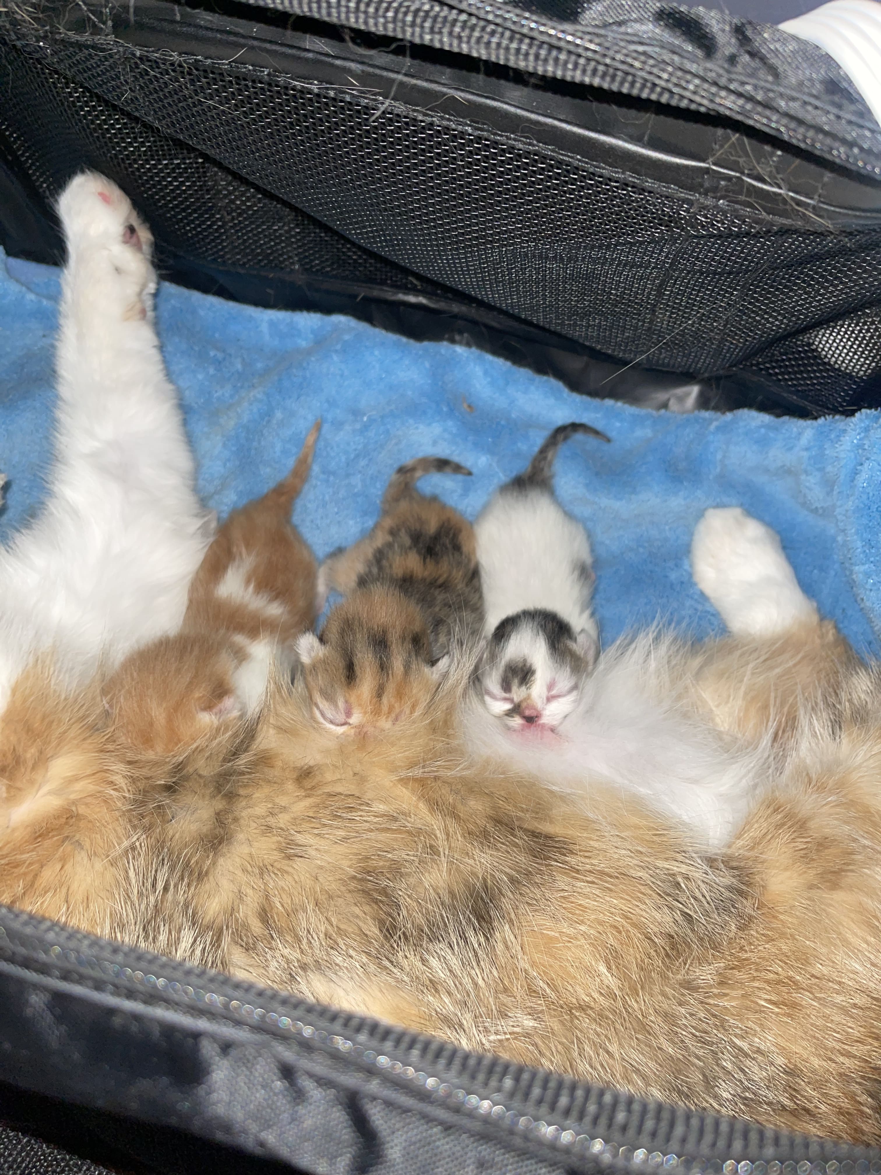 Shorthair exotic kittens  - Cat