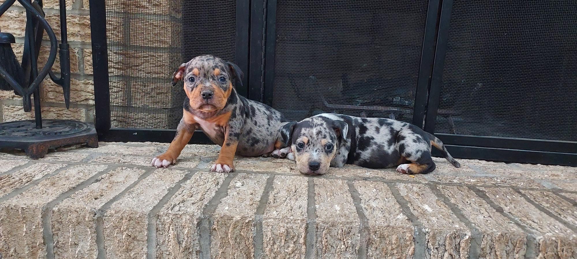 American Bully  - Dog